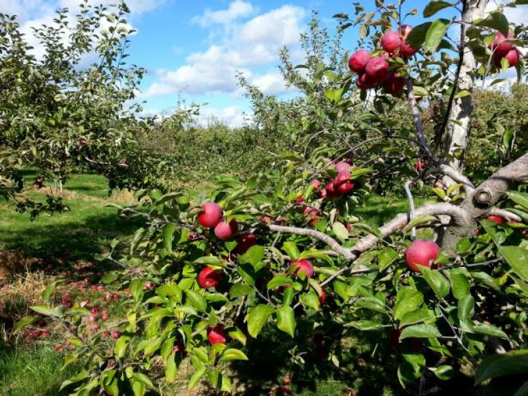 To be a farmer in the orchards of tomorrow – Como cuidar dos pomares do amanhã (PT-BR, ENG)
